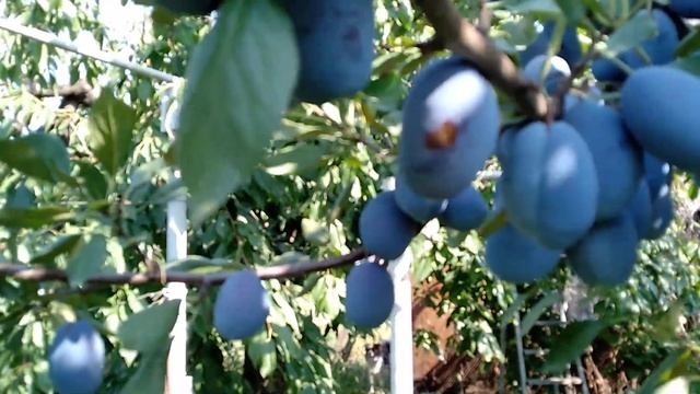 Слива Стенлей с прививкой Золотая капля. Прекрасно дополняют друг друга! смотреть онлайн