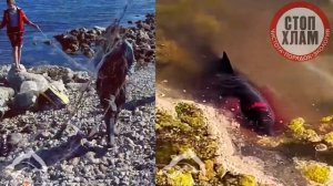 Проблемы спасения дельфинов в Крыму