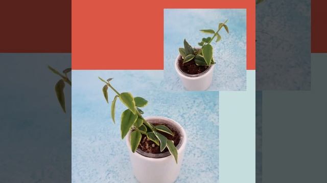 Hoya Bella Albomarginata смотреть онлайн