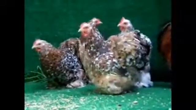 PORSELEN COCHIN (Millefleur) смотреть онлайн