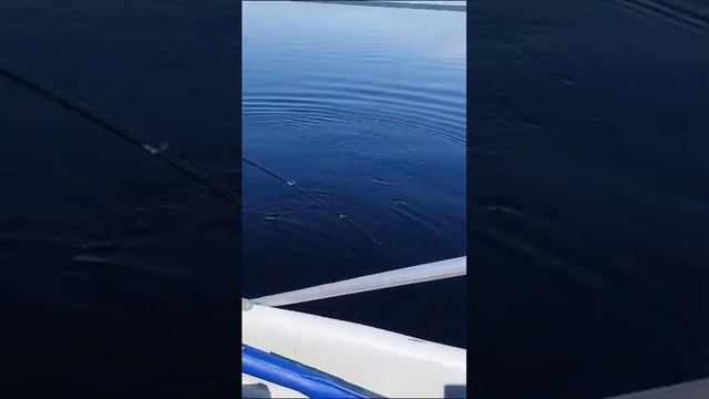 Рыбалка и отдых на озере Шотозеро и реке Шуе. Добро пожаловать в Карелию! смотреть онлайн