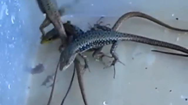 скальные ящерицы смотреть онлайн