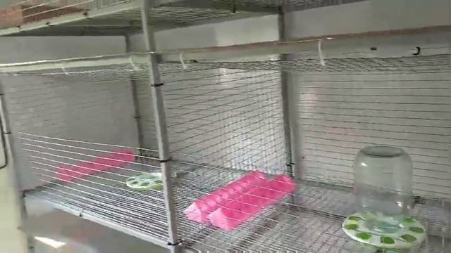 Брудерная комната для бройлеров готова к заселению! смотреть онлайн