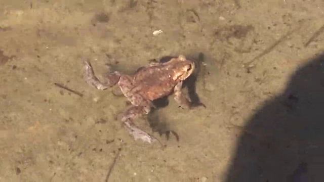 Брачные игры Светлогорских лягушек. Так классно плавать вместе! Балтика. Озеро Майское. смотреть онлайн