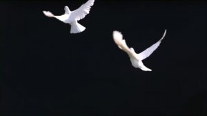 Белые птицы. Патриция Сент Джон Христианский аудиорассказ