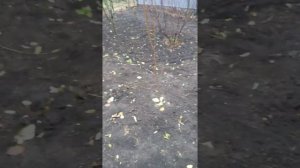 Колоновидные пладовоягодные деревья,почему именно они.