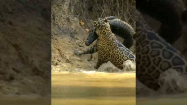 Pantanal Jaguar Vs Silverback Gorilla | #shorts #edit #animals #wildlife