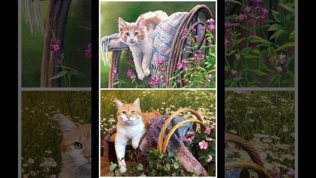 "КОТ КИСЕЛЬ". Фильм Ирины Москаленко  из жизни домашнего любимца.