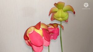 Цветение саррацении Стевенса Sarracenia "Stevensii"