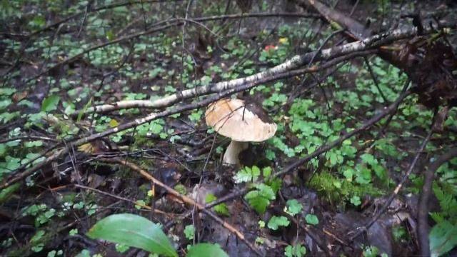 Тихая охота за грибами в Ленобласти смотреть онлайн