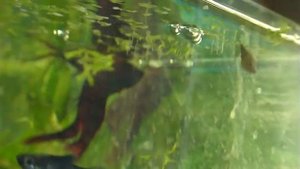 Рыбки петушки синий и красный гуляют в общем аквариуме.