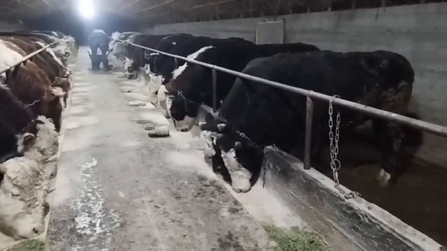 Откорм быков, вольный откорм быков стоит ли?! Нужны рабочие на откорм площадку. смотреть онлайн