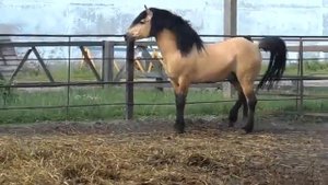 Белорусская упряжная