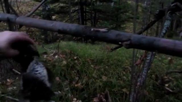 ОХОТА 2014. 1 часть ПРИВЕТ ДОБРЫЙ ЧЕЛОВЕК. Омская обл. Пес Алтай пр1343 вр 2854 смотреть онлайн