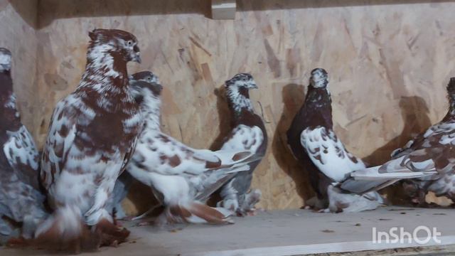 Андижанские голуби, чили. смотреть онлайн