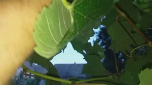 Виноград киевский ранний