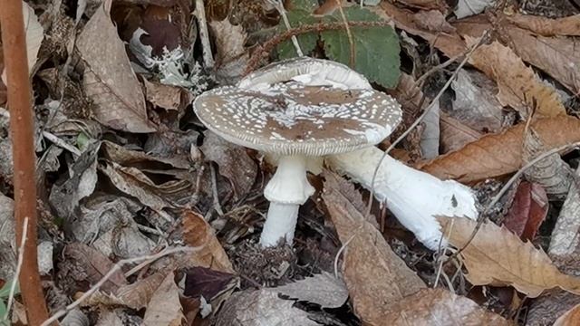 La importancia del color de las escamas de una Amanita. смотреть онлайн