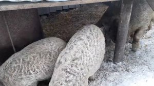 Венгерская мангалица мясо с характером