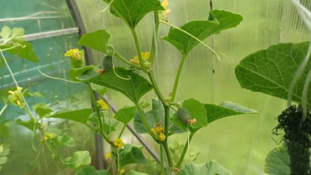 Муравьи на бахче в теплице. Польза или вред? Помощники или вредители? смотреть онлайн