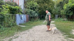 Лабрадор 3 месяца Лекси! Дрессировка!