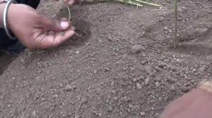 sowing stevia plants.wmv