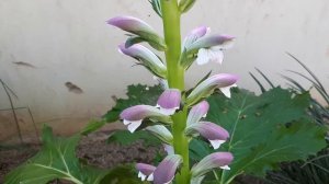 Acanthus mollis - How to grow