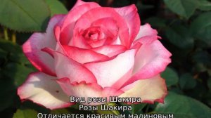 Чайно-гибридные розы