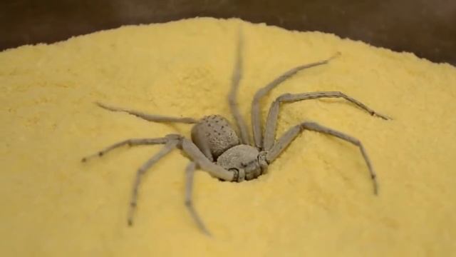 12 Самых Опасных Пауков На Планете