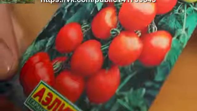 Лучшие сорта томатов для Подмосковья. Приусадебное хозяйство. смотреть онлайн