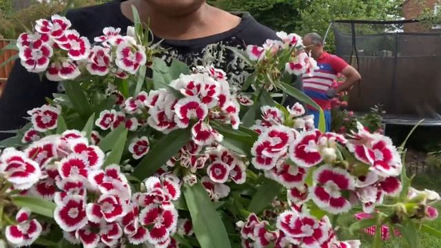 PLANT SHOPPING AND PLANTING SWEET WILLIAMS (DIANTHUS BARBATUS), DIANTHUS AND GERANIUM IN BACK GARDE смотреть онлайн