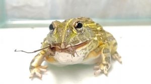 ВНИМАНИЕ ЖИВОЕ КОРМЛЕНИЕ! ЛЯГУШКА ЕСТ БОГОМОЛА