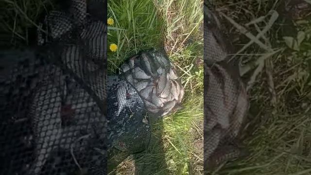 Озеро Глухое Новосибирск 04.06.23 ловля самой вкусной глуховской рыбы смотреть онлайн