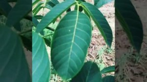 Сорт Чандлер результат на раннем этапе выращивание.