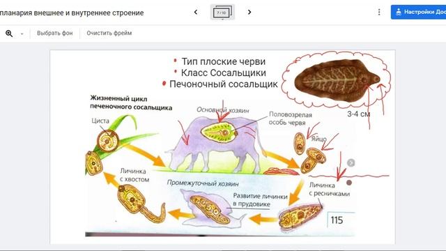 Печеночный сосальщик