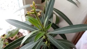 Олеандр.Уход.Засыхают бутоны.