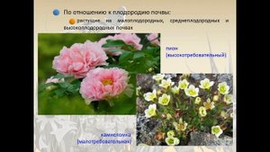 Тема: " Общая характеристика и агротехника выращивания многолетних цветочных культур"