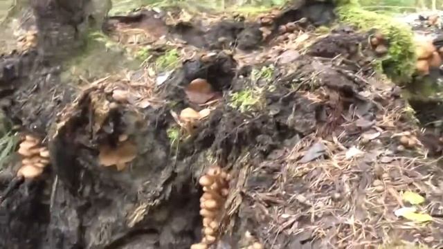 береза кормилица смотреть онлайн