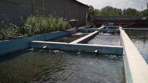 Самый БОЛЬШОЙ Баран ДОРОЖЕ Машины и Квартиры – Овцы породы «Арашан» как бизнес