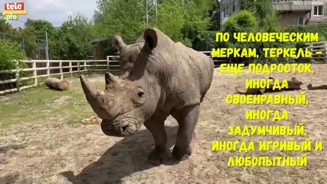 носорог