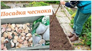 Посадка озимого чеснока ПРОСТОЙ СПОСОБ Какие удобрения добавляю