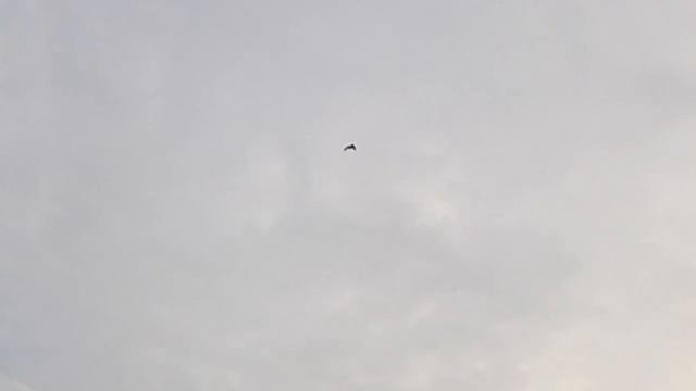 (18 ) ЧИРОК БИТЫЙ ДЕВЯТКОЙ С ШЕСТИДЕСЯТИ МЕТРОВ (охота на уток - сезон осень 201.mp4