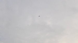 (18 ) ЧИРОК БИТЫЙ ДЕВЯТКОЙ С ШЕСТИДЕСЯТИ МЕТРОВ (охота на уток - сезон осень 201.mp4