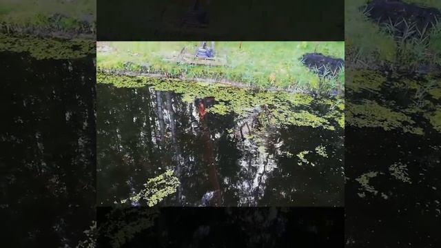 Мини Земснаряд. Как очистить пруд. Самодельный экскаватор. смотреть онлайн