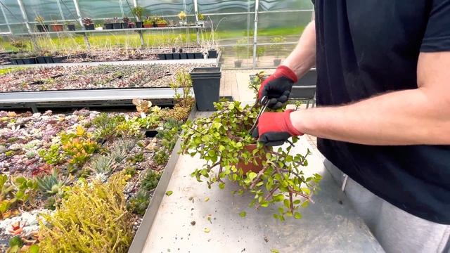 Портулакария афра Portulacaria afra обрезка и формирование для бонсай смотреть онлайн
