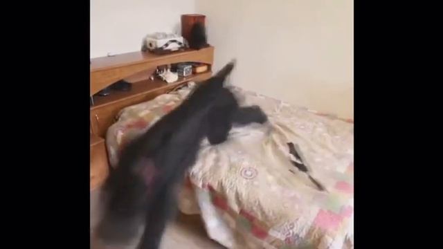 Сорока Дома Плюсы и Минусы смотреть онлайн