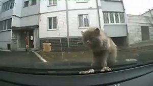кот блеванул на лобовое стекло