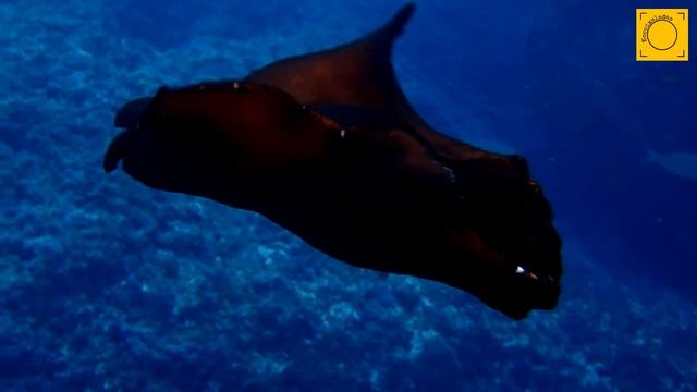 Liebre de mar negra - Aplysia fasciata смотреть онлайн