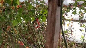 Зимняя обрезка ежевики. Бжезина.Теплица. 03.12.22