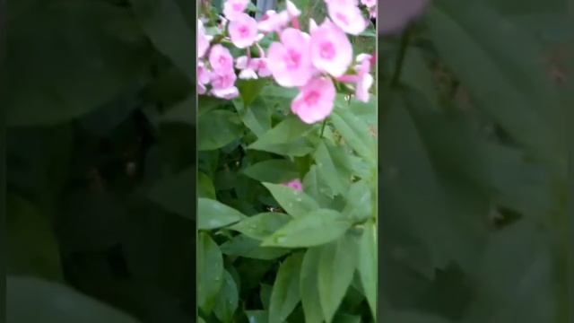 Сибирская Колибри в Касимовском районе Рязанской области
