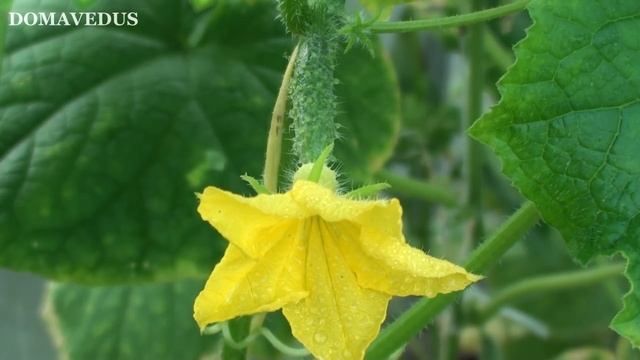 Лучшее Средство для Томатов и Огурцов, Подкормка и Защита. смотреть онлайн